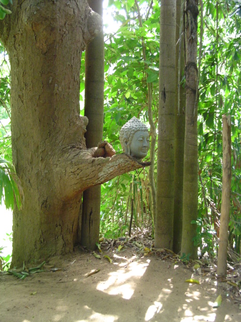 Sri Lanka head